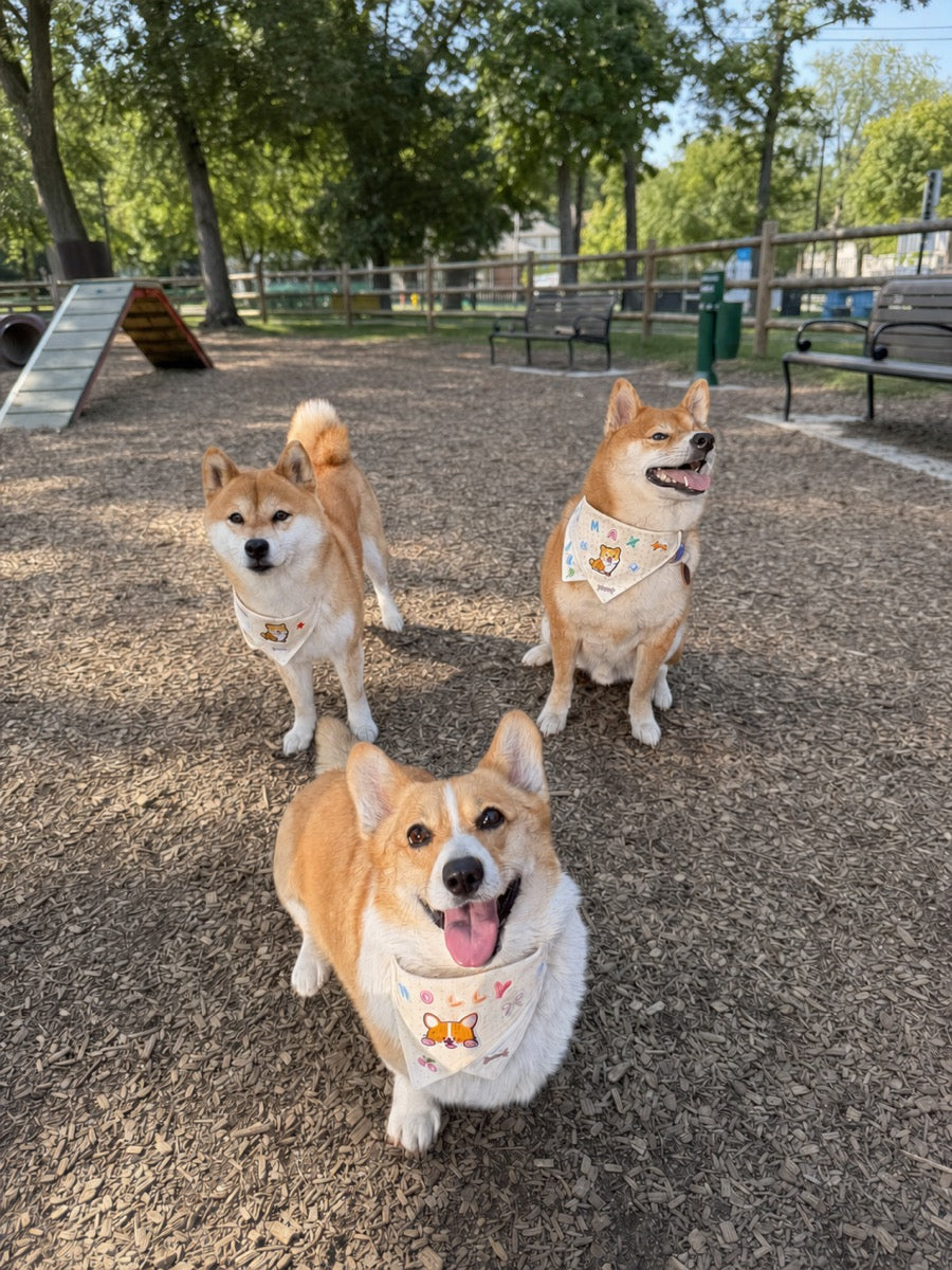Three dogs wearing personalized bandanas at the park